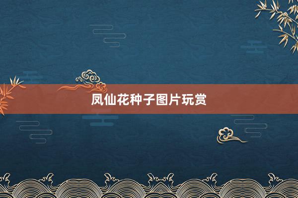 凤仙花种子图片玩赏
